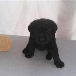Waffles (Dark Blue Collar) - Black male Labrador Retriever puppy in Prince George, Virginia from Kingdom Kenelz Labradors