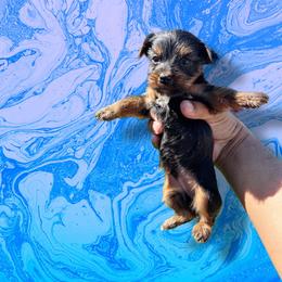 Blue - Black and tan male Yorkshire Terrier puppy in Pomona, California from Lunio's Yorkies