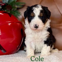 Cole - Black tri-color male Aussiedoodle puppy in Burbank, Ohio from Berns & Doodles
