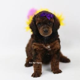 Akoya - Sable female Poodle puppy in Republic, Missouri from Red Skye Puppies