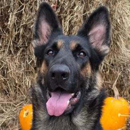 Yoshi - German Shepherd