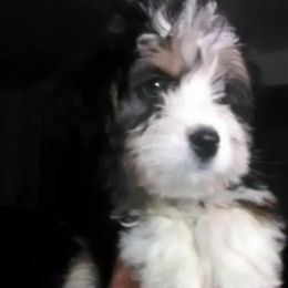 Bernedoodles, Goldendoodles, and Poodles from Wagging Tailz Pups