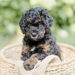 Charlie - Phantom male Bernedoodle puppy in Columbus, Ohio from Darcy Lee's Designer Doodles