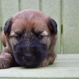 Ash - Wheaten male Soft Coated Wheaten Terrier puppy in Kirksville, Missouri from Ironwood Ridge Kennels