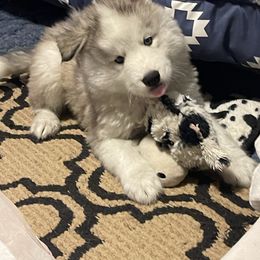 Atlas - Gray and white male Siberian Husky puppy in Lagro, Indiana from Siberian Huskies-Beckham the Great