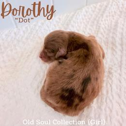 Dorothy (Dot) - Merle female Goldendoodle puppy in Livermore, Colorado from Heritage Hills Family Doodles