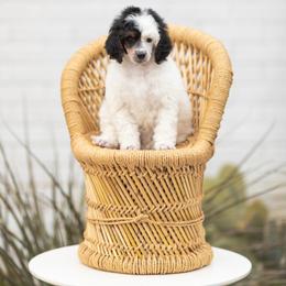 Poodle Puppies from Cityscape Moyen Poodles