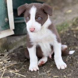 Boy 2 - Red male Border Collie puppy in Centerville, Washington from Forthright Farms