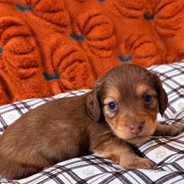 Hickory - Red male Dachshund puppy in Salem, Oregon from Longdox Mini Dachshunds