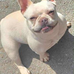 Loulou - French Bulldog