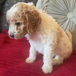 Joey Caruso (brown) - Parti male Goldendoodle puppy in Fayettville Ar, Arkansas from Ozark Bulldogs and doodles