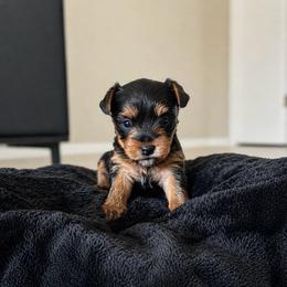April - Black and tan female Yorkshire Terrier puppy in Surprise, Arizona from Taylored Pups