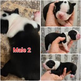 J. Male 2 - Black and white male Boston Terrier puppy in Mc Donough, Georgia from Ballard Boston Terriers