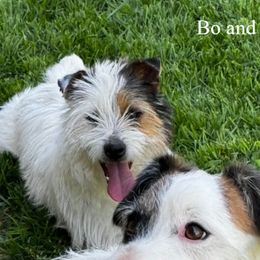 Jack Russell Terriers from Wampler Jacks