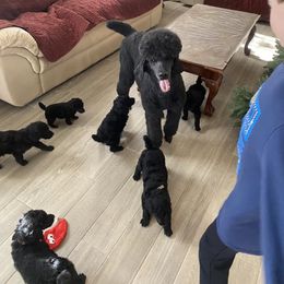 Poodle Puppies from D and D Standard Poodles