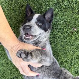 Australian Cattle Dog Puppies from West Valley Heelers