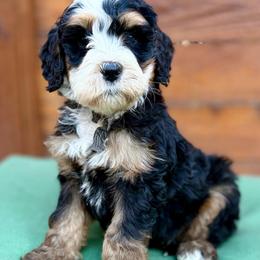 Black collar boy - Tri-color male Bernedoodle puppy in Colorado Springs, Colorado from Mercy Mountain Bernedoodles