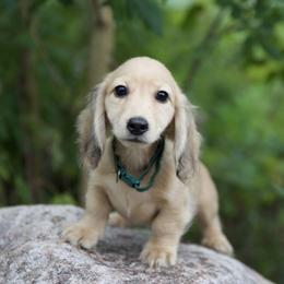 Ian is 5000dollars - Cream male Dachshund puppy in Crystal, Michigan from Mare-bella Dachshunds