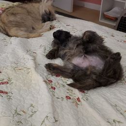 Cairn Terrier Puppies from Ferguson's Cairn Terriers