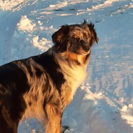 Misty - Australian Shepherd
