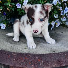 Girl 3 - red merle - Red merle female Border Collie puppy in Minden, Iowa from Rocking N Registered Border Collies & Labradors