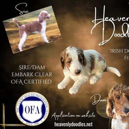 Irish Doodle and Poodle Puppies from Heavenly Poodles