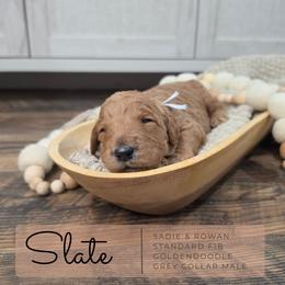 Grey - Apricot male Goldendoodle puppy in West Chester, Ohio from Doodles of West Chester