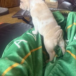 Peaches - French Bulldog