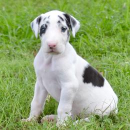 Harlequin female 1 - Harlequin female Great Dane puppy in Golconda, Illinois from Breken Great Danes