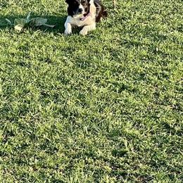 Ruby - Border Collie