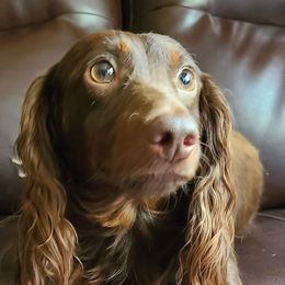 Chino - Dachshund
