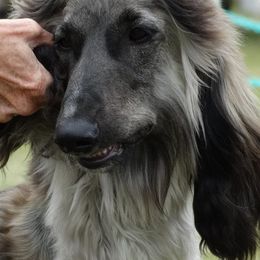 Afghan Hounds from KEYMAH Afghan Hounds