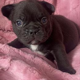 Kona - Black and white male French Bulldog puppy in Galt, California from The three little frenchies