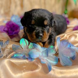 "I make the best accessory " Rottweiler Puppies from VHWilliamsRottweilers