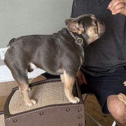 Sol - French Bulldog