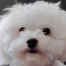 Miko - Maltipoo