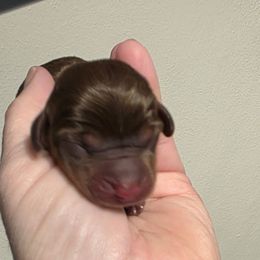 Puppy 2 - Chocolate and tan female Dachshund puppy in Dayton, Ohio from Jen's Mini Dachshunds