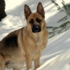 German Shepherds from Gentle Giants German Shepherds