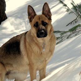 German Shepherds from Gentle Giants German Shepherds
