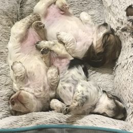 Dachshund Puppies from Alpine Meadow Dachshunds