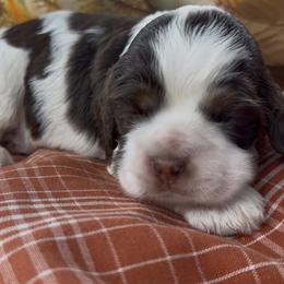Stormfly - Brown white and tan female Cocker Spaniel puppy in Deer Park, Texas from Southern Sunset Cockers