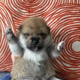 Cain - Sesame male Shiba Inu puppy in Milton, Florida from Moonlight Shibas