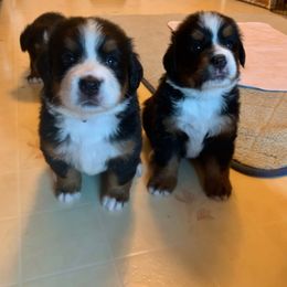 Bernese Mountain Dog Puppies from Locust Hill Berners