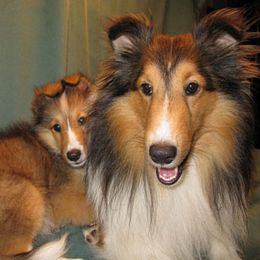 Shetland Sheepdogs from Fauna Shelties
