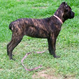 Pink  (brindle female ) - Chestnut brindle female Cane Corso puppy in Atlanta, Georgia from Cane Corso’s of Atlanta