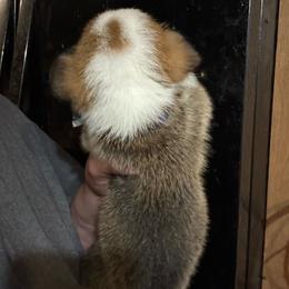 Iceman - White and red male Pembroke Welsh Corgi puppy in Rochester, New York from Tnt Yorkies and Cosmic corgis