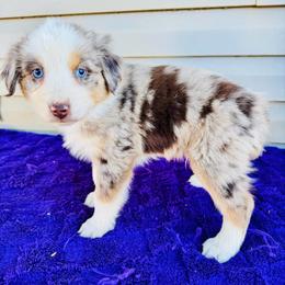 Max - Red merle male Australian Shepherd puppy in Charlotte, North Carolina from Awesome Aussies