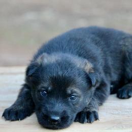 Sable Male-2 - Sable male German Shepherd puppy in Cumming, Georgia from Cainedelup