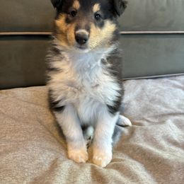 Koko - Collie puppy from Collie Campo