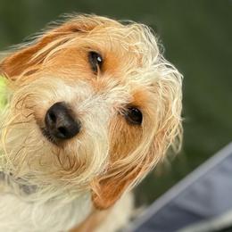 Fern - Dachshund